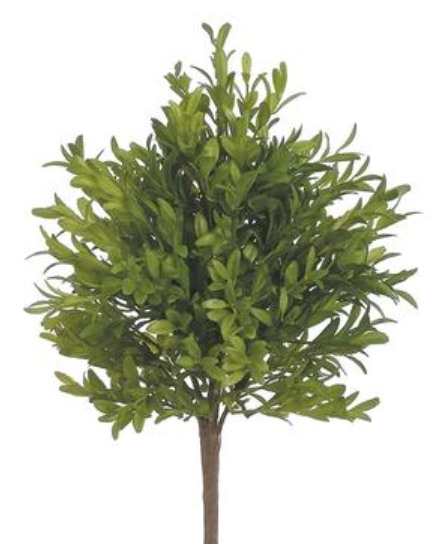 Tea Leaf Bush