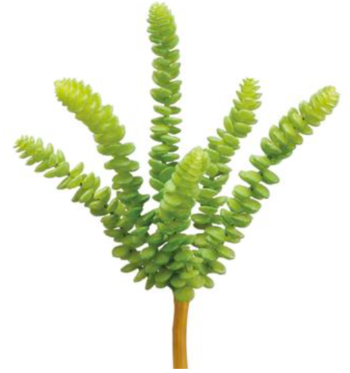 Donkey Tail Lg