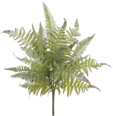 Soft Mixed Fern