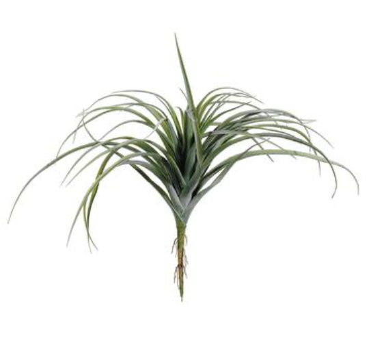 Tillandsia 11&quot;