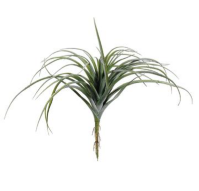 Tillandsia 11&quot;