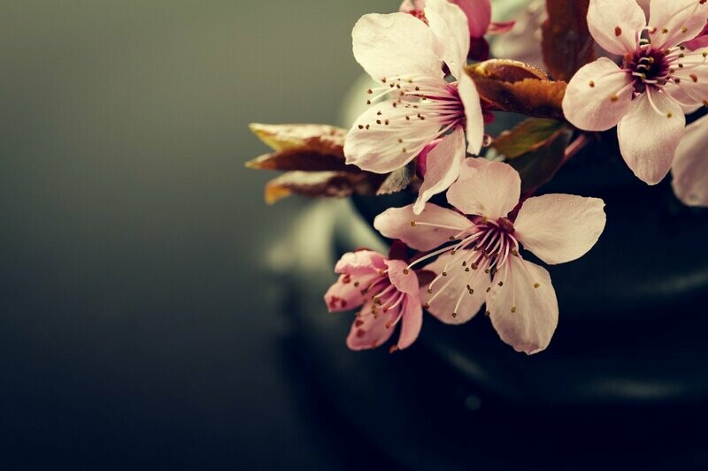 Masaje Sakura (Japonés)