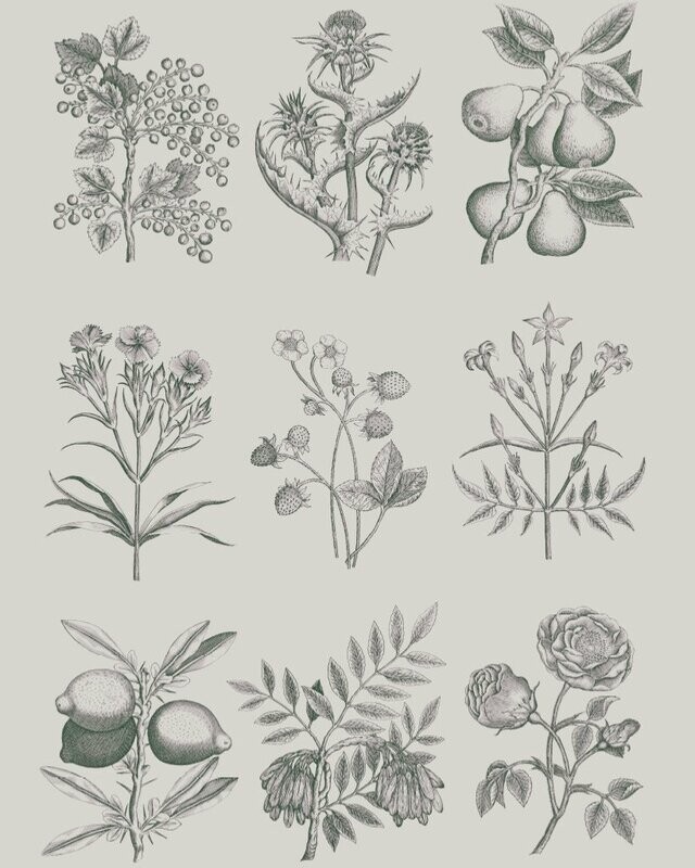 RHS Decoupage Paper Botanical Drawings