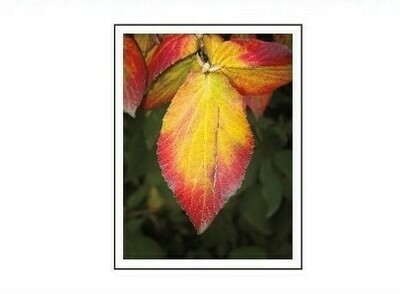 (10) Leaf Cards