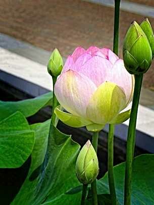 (10) Lily Cards
