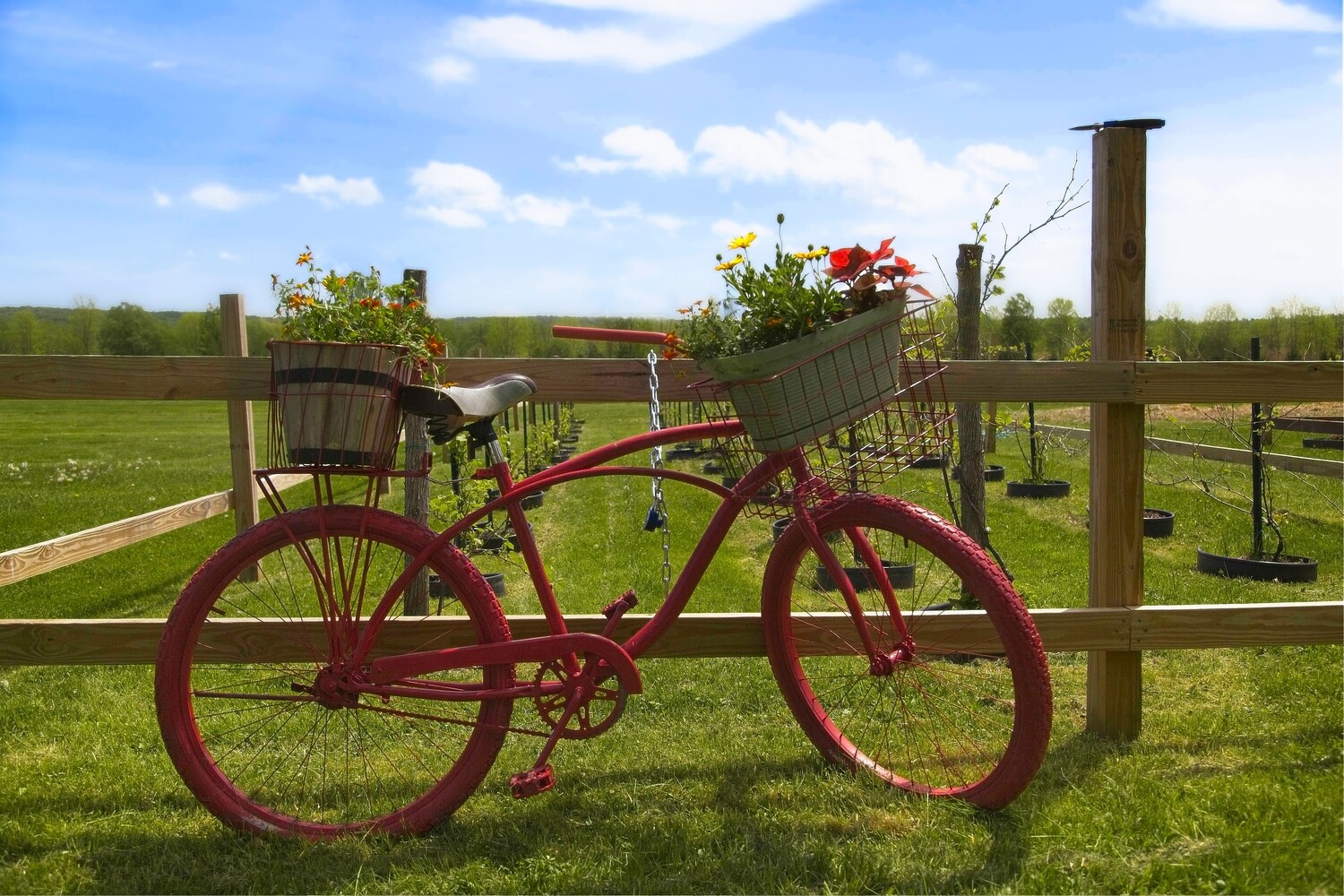 (10) Red Bicycle Cards