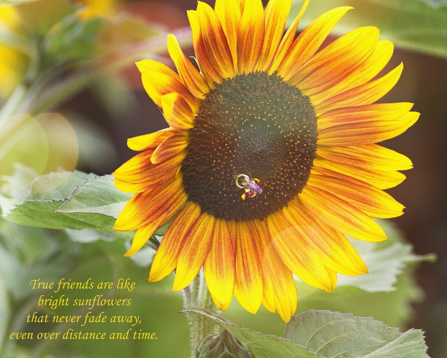 True Friends Sunflower 8x10 Photo