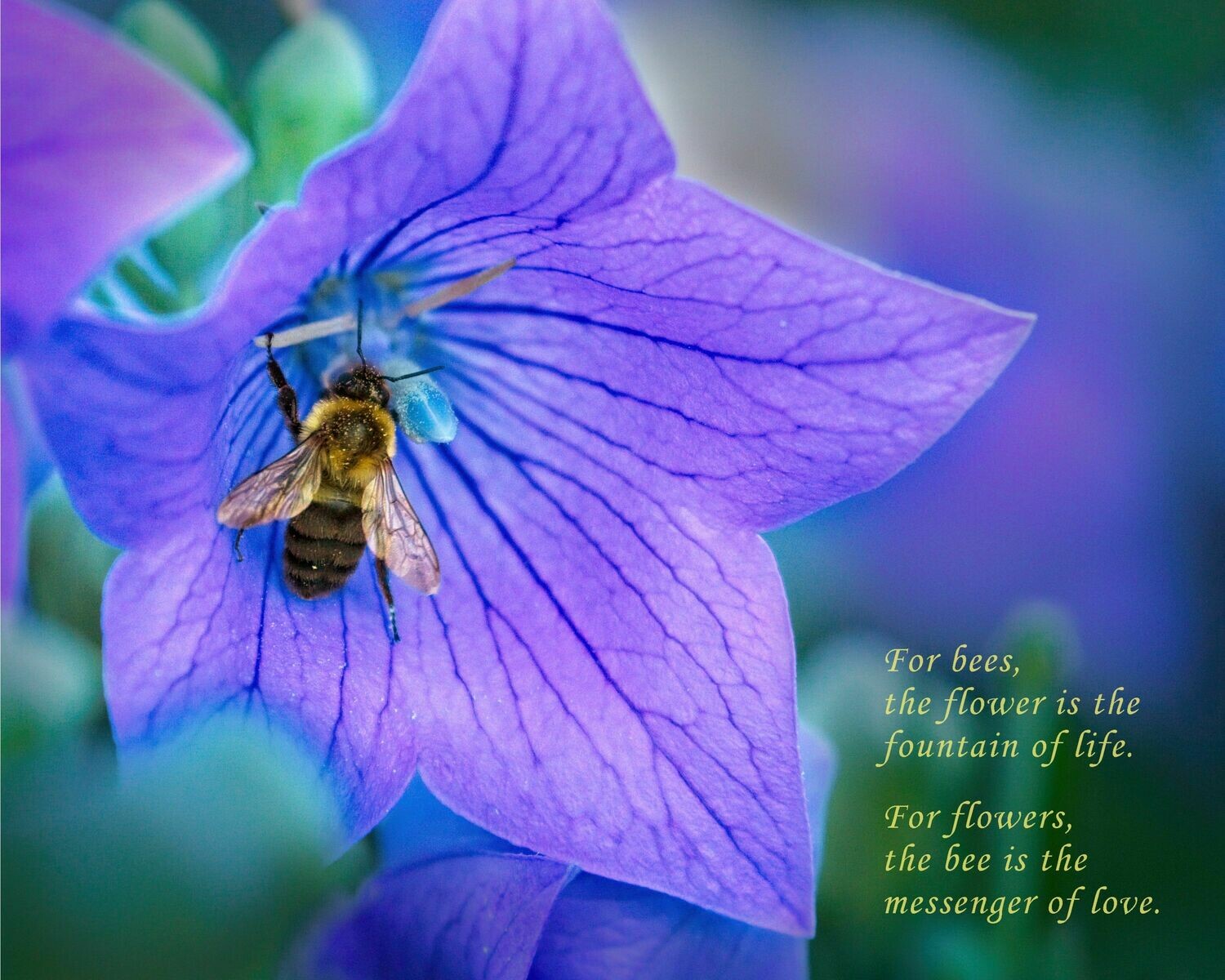 The Flower & the Bee 8x10 Photo