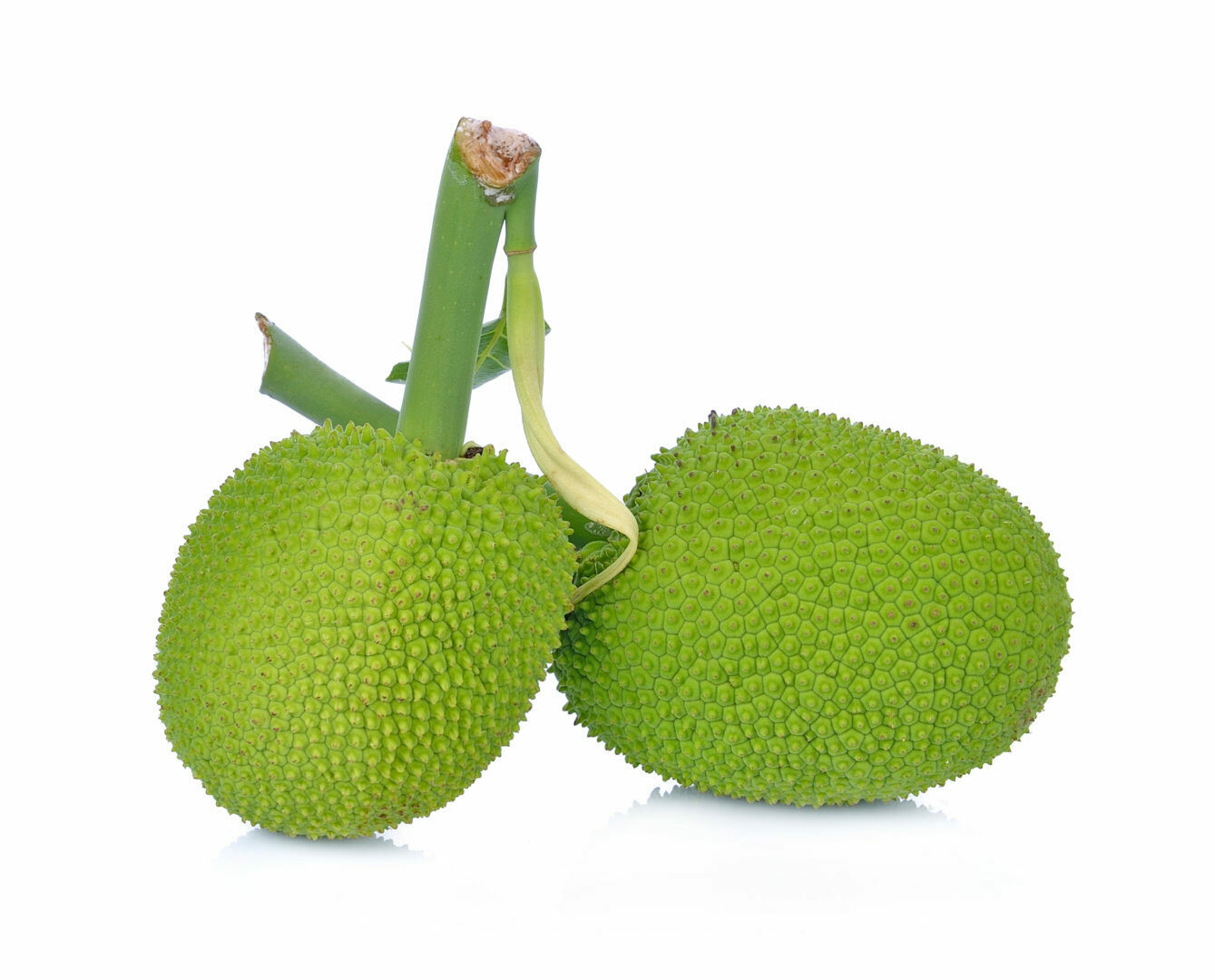 Green Jackfruit PC