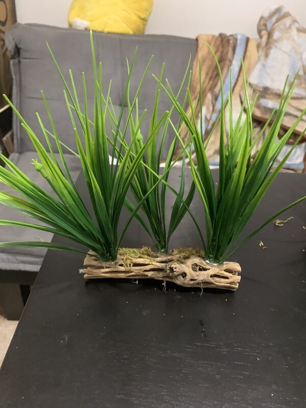 Cholla Wood Terrarium Decor