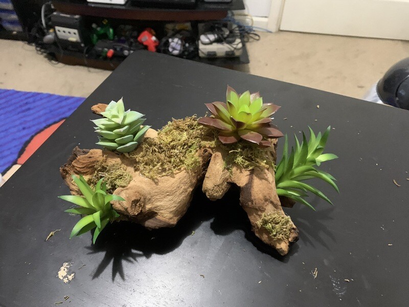 Driftwood Terrarium Decor