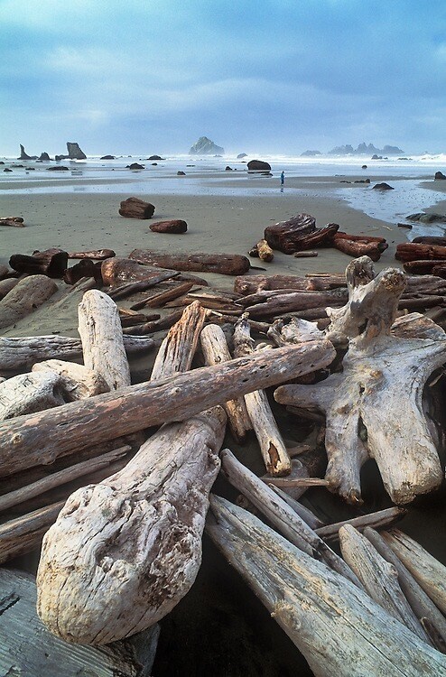 *PREORDER* Oregon Coast Driftwood Decor