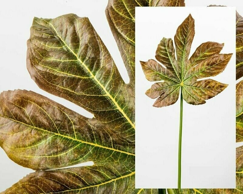 HOJA ARALIA