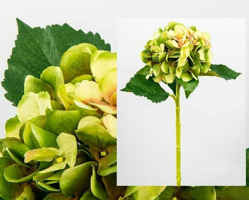 HORTENSIA VERDE