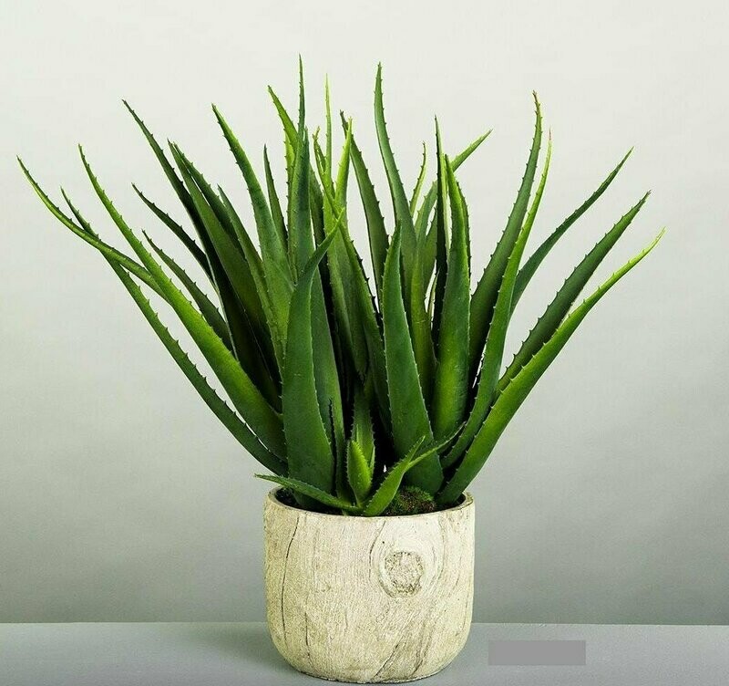 MACETA ALOE VERA