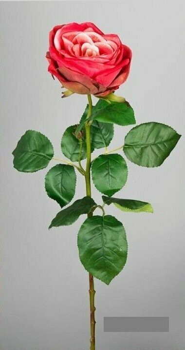 ROSA CORAL