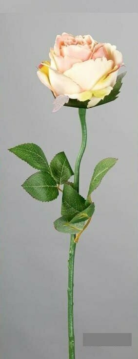 ROSA PRIMAVERA