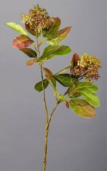 RAMA VIBURNUM