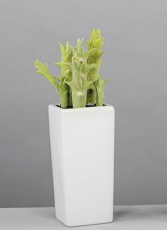 MACETA CACTUS