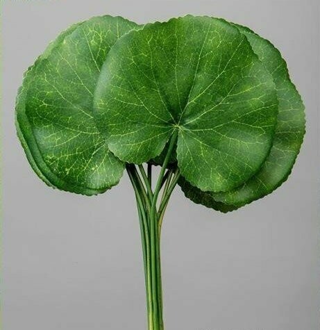 HOJA DE GALAX