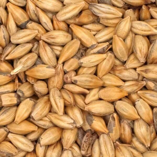 Special "B" Belgium Malt