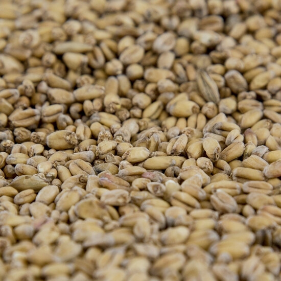 Organic Wheat Malt