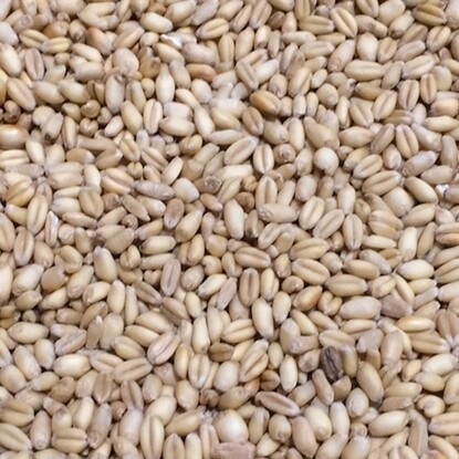 Toasted Wheat Malt