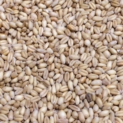 Toasted Wheat Malt