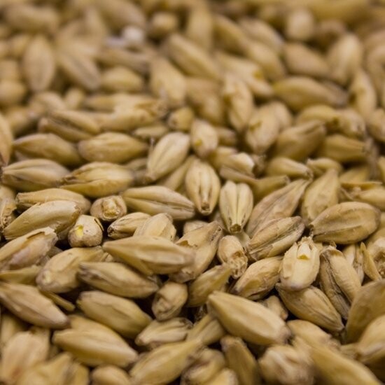 Pilsner (Eraclea) Malt