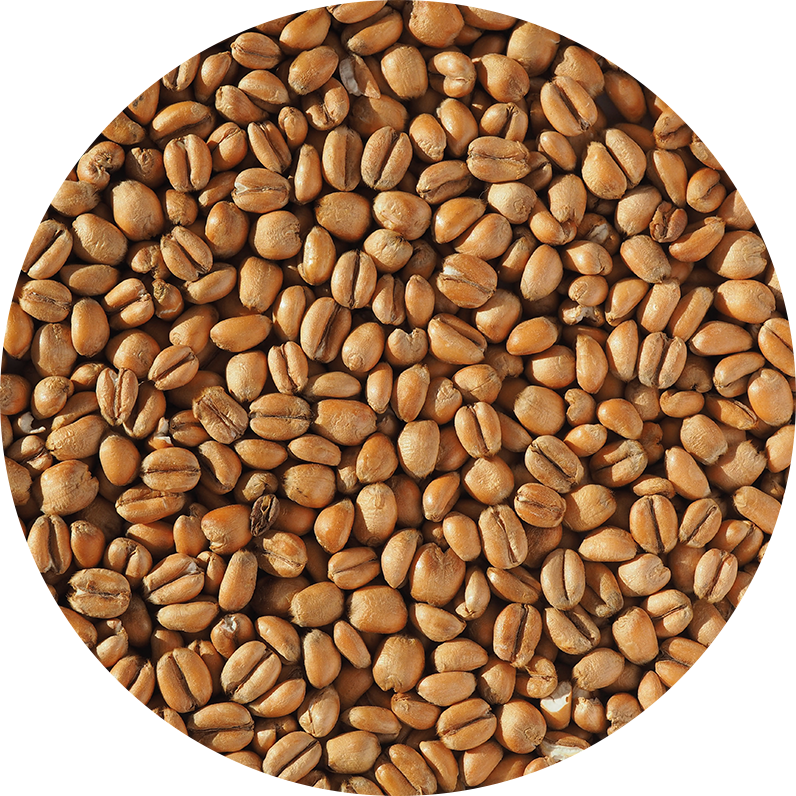 Torrefied Wheat