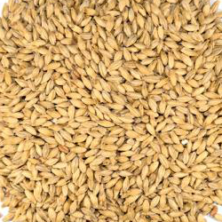 Pilsen Malt (Dingemans)