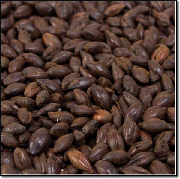 Chocolate Malt Chocolate Malt