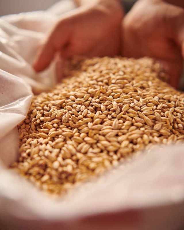 Pilsner (Barke) Malt