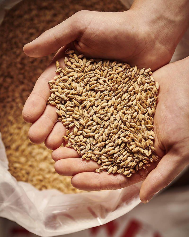Pilsner (Eraclea) Malt Pilsner (Eraclea) Malt