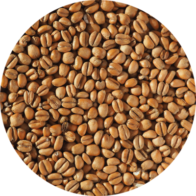 Torrefied Wheat Torrefied Wheat