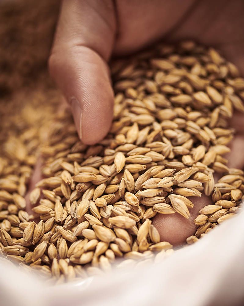 Pilsner (Bohemian) Malt