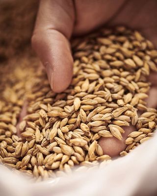 Pilsner (Bohemian) Malt Pilsner (Bohemian) Malt