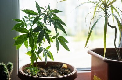 🌱 MMJ Cultivation Consultation 🏡 🌱 MMJ Cultivation Consultation 🏡
