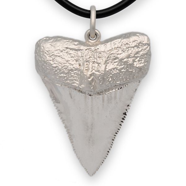 Great White Shark Tooth Big