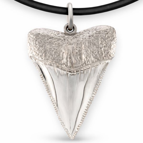 Weisser Hai Zahn Groß