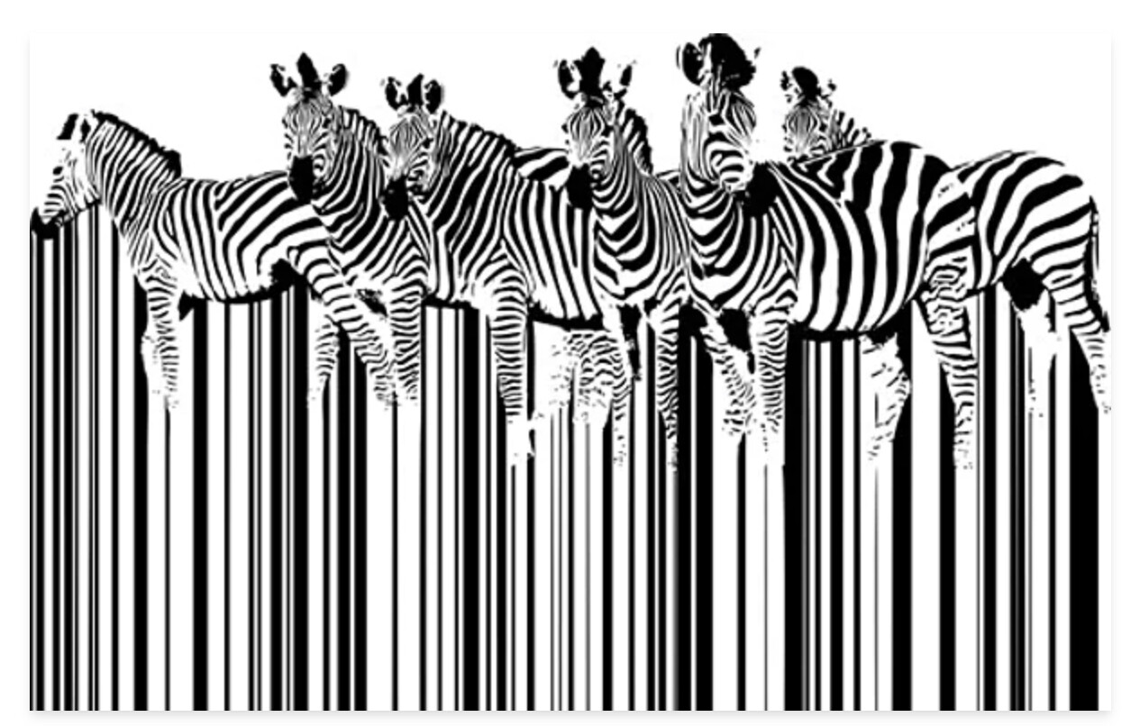 Canvas Print - Zebras