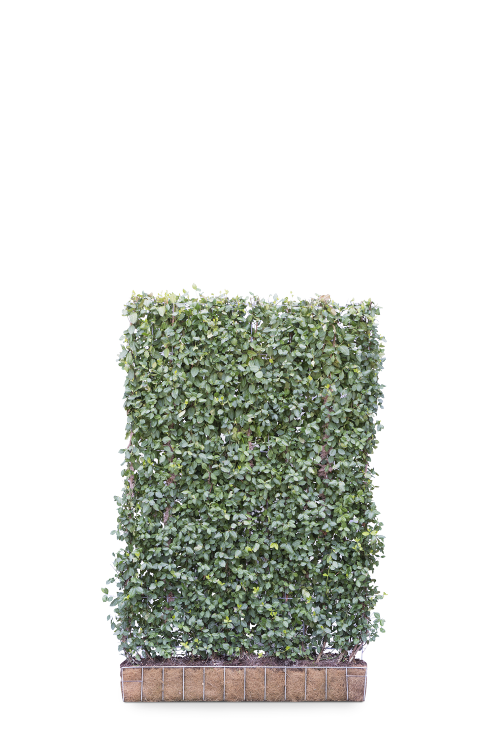 Euonymus 'Dart's Blanket' Mobilane Green Screen 1.0M (H) x 1.2M (W)