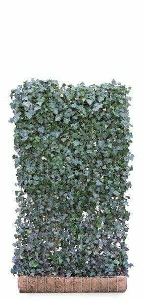 Hedera Helix 'Woerner' Mobilane Green Screen 2.2M (H) 1.2M (W)