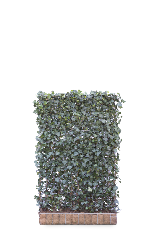Hedera Helix 'Hibernica' Mobilane Green Screen 1.8M (H) x 1.2M (W) Hedera Helix 'Hibernica' Mobilane Green Screen 1.8M (H) x 1.2M (W)