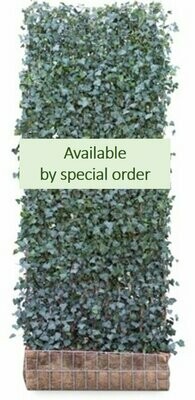 Hedera Helix 'Woerner' Mobilane Green Screen 3.0M (H) 1.2M (W)