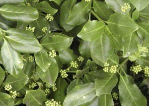 Euonymus 'Dart's Blanket' Mobilane Green Screen 1.0M (H) x 1.2M (W)