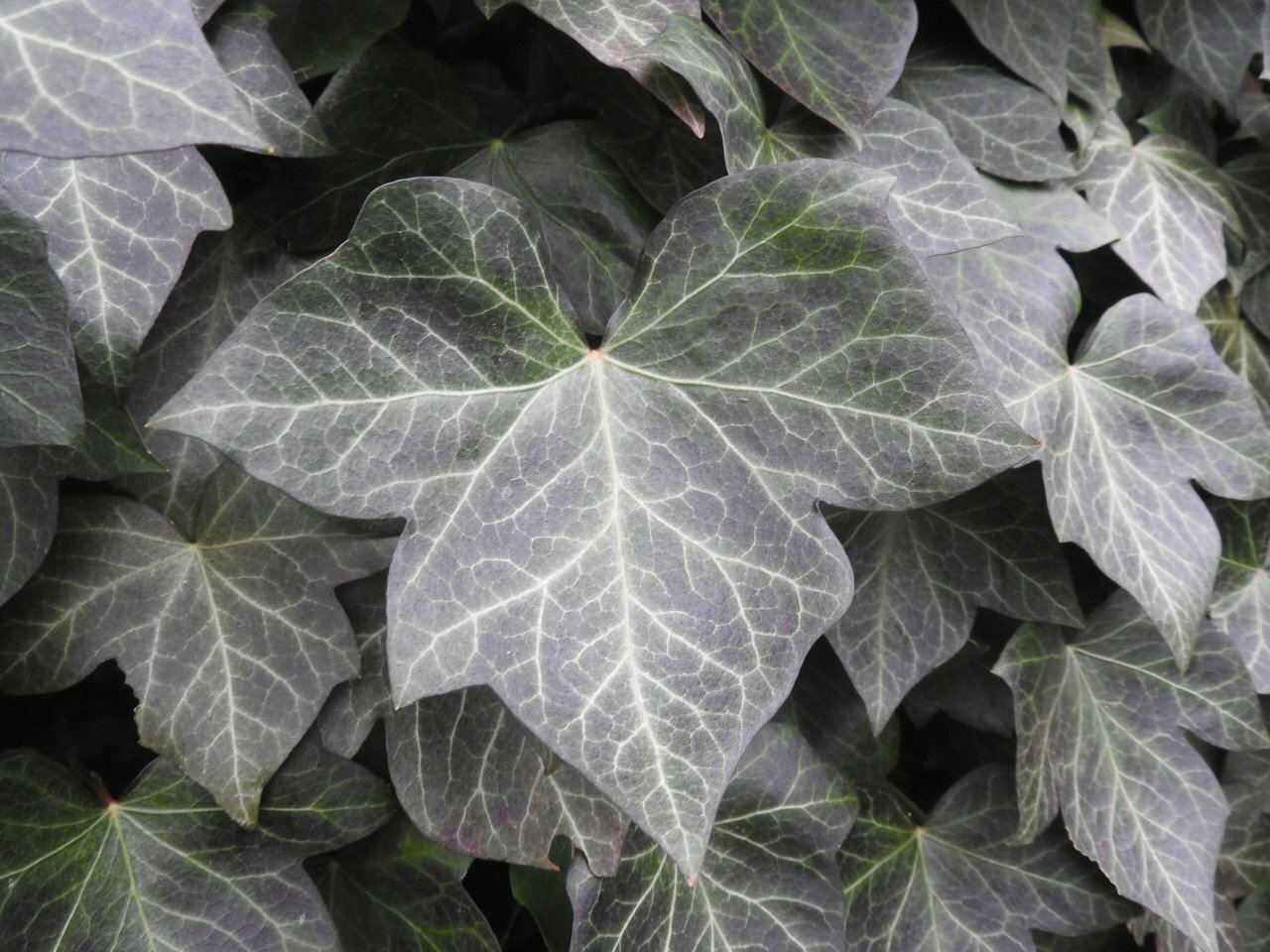 Hedera Helix 'Woerner' Mobilane Green Screen 1.0M (H) 1.2M (W)