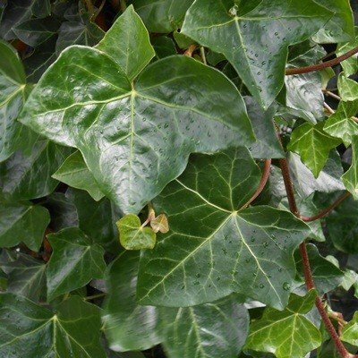 Hedera Helix 'Hibernica' Mobilane Green Screen 1.8M (H) x 1.2M (W)