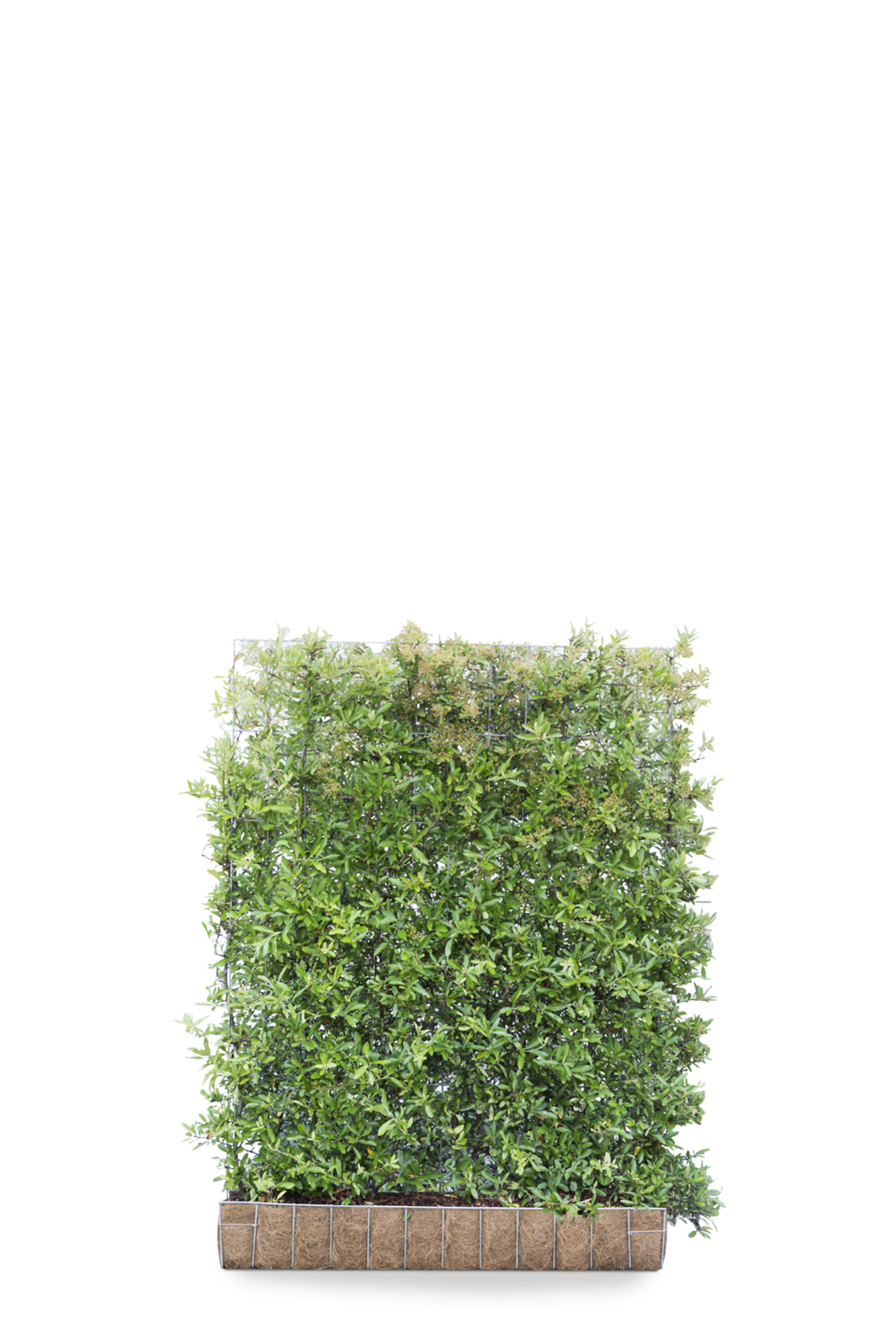 Pyracantha 'Dart’s Red' Green Screen 1.55M (H) x 1.2M (W)