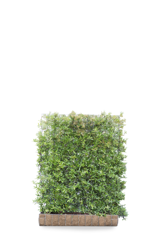 Pyracantha 'Dart’s Red' Green Screen 1.55M (H) x 1.2M (W)